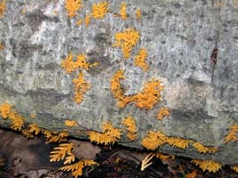 The yellow tuning fork-like fruiting bodies grow gregariously on this fallen Beech. 